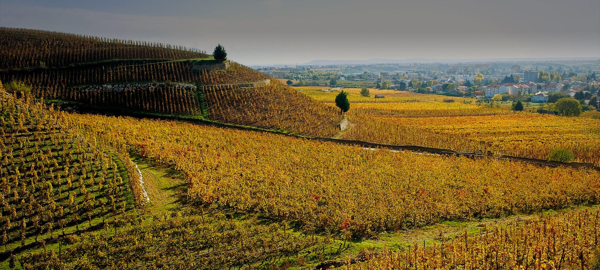 Territoire et terroir