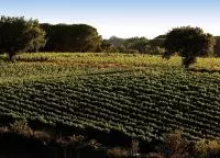 Vignoble Clairette de Bellegarde