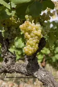 Grenache blanc