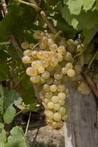 Marsanne