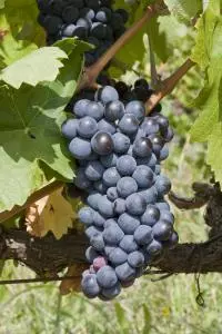 Carignan